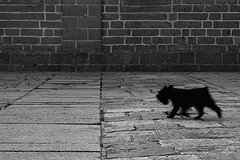 Unspayed Male Dogs Tend to Wander Around