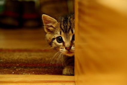 What if the New Kitten is Scared of You? - pet-happy.com