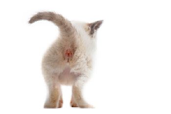 Why Does Your Cat Stick His Butt Right in Your Face?
