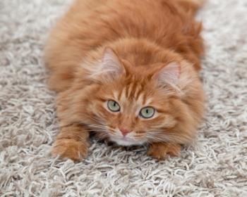 How To Stop Your Cat From Clawing Carpet Pet Happy Com