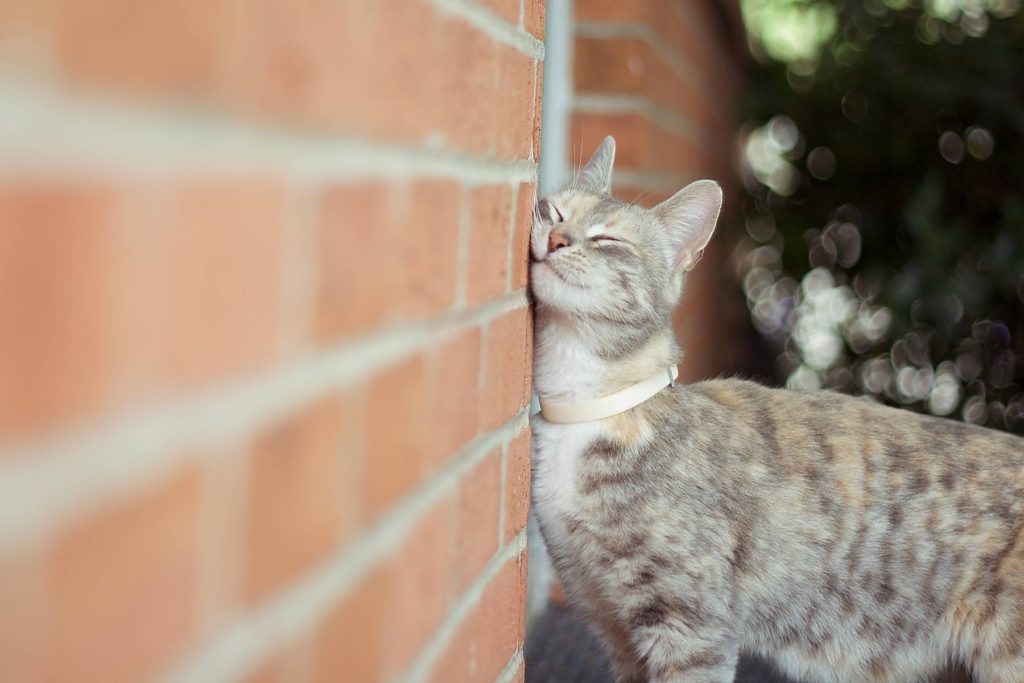 Feline pheromones what are they, and can they help your cat