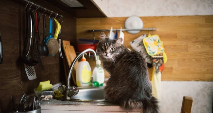 How to easily keep your cats off kitchen counters