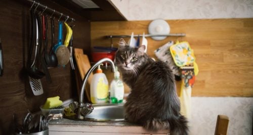 How To Easily Keep Cats Off Kitchen Counters Pet Happy Com